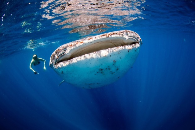 Taucher und Walhai | Credit: iStock.com/davidevison
