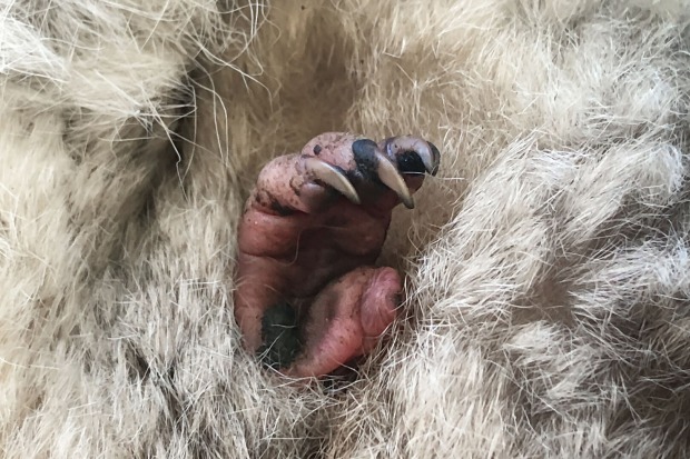 Koala-Baby in Schönbrunn | Credit: Tiergarten Schönbrunn
