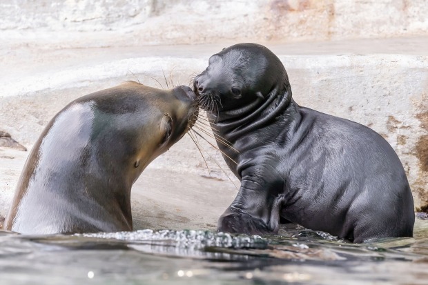 Mähnenrobbe-Baby in Schönbrunn | Credit: Daniel Zupanc