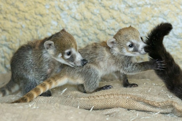 Nasenbären-Babys in Schönbrunn | Credit: Daniel Zupanc