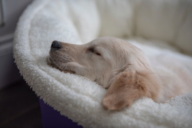 Hundewelpe liegt in seinem Körbchen | Credit: iStock.com/StephM2506