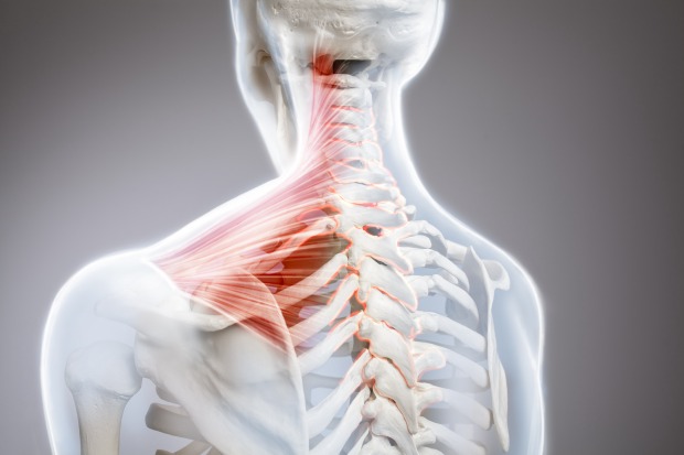 Skelett und verspannte Nacken-/Schultermuskulatur. | Credit: iStock.com/Filip_Krstic