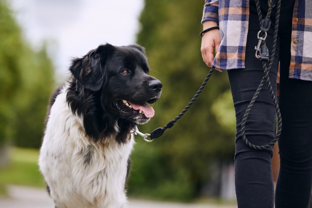 Hund beim Gassigehen mit seinem Menschen | Credit: iStock.com/Chalabala