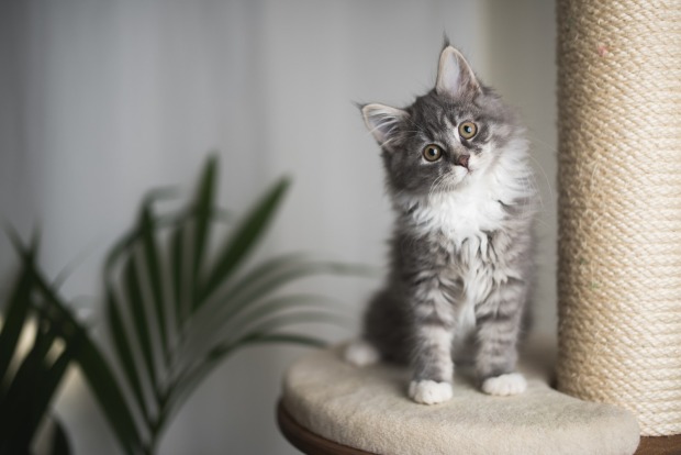 Katze sitzt auf einem Kratzbaum | Credit: iStock.com/Nils Jacobi