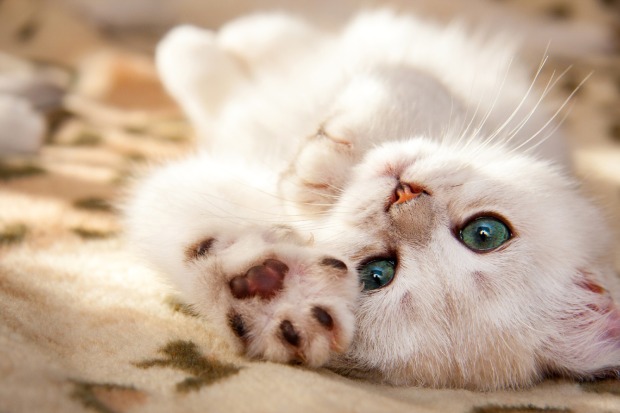 Katze liegt am Rücken auf einer Decke | Credit: iStock.com/SunRay BRI Cattery RU
