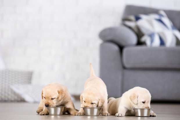 Drei Welpen fressen im Wohnzimmer | Credit: iStock.com/5second