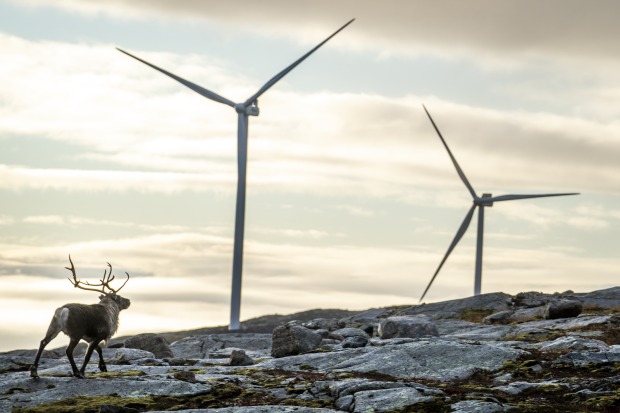 Ein Rentier vor zwei Windrädern.