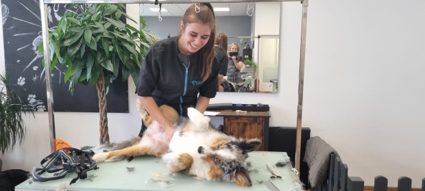 Hundesalon