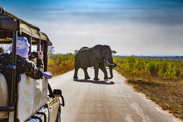 Safari in Südafrika, Menschen sehen Elefant.