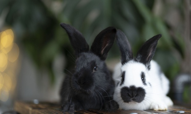 Zwei Kaninchen sitzen zusammen | Credit: iStock.com/Oksana Elovskih