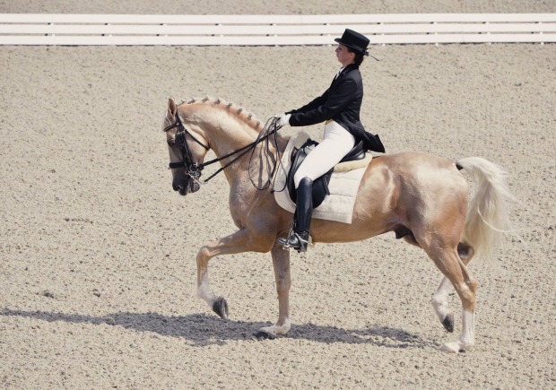 Dressurreiten bei einem Tournier | Credit: iStock.com/Marta_Kent