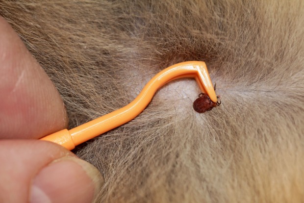 Zecke wird mit einer Zuckerzange entfernt.