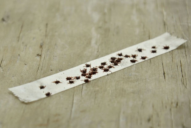 Zecken kleben auf einem Klebeband.