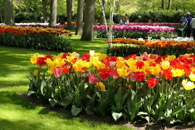 Tulpen in Rot und Gelb in Keukenhof in Lisse | Credit: iStock.com/StudioBarcelona
