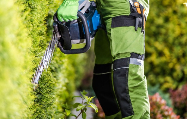 Mann in Arbeitshosen beim Heckentrimmen | Credit: iStock.com/welcomia