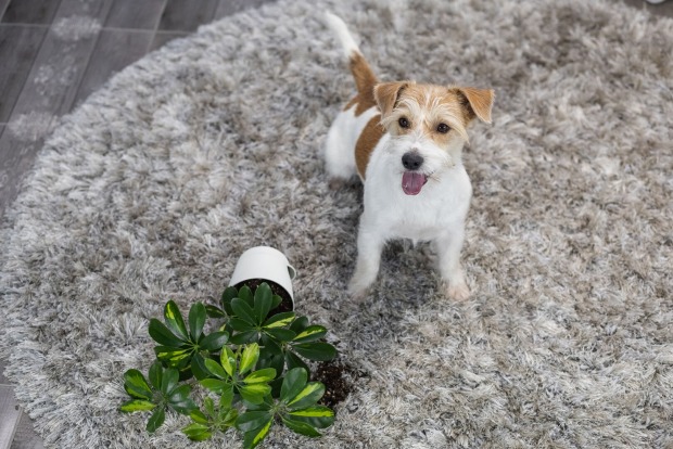 Hund sitzt mit Pflanze am Boden | Credit: iStock.com/Alexander Pytskiy
