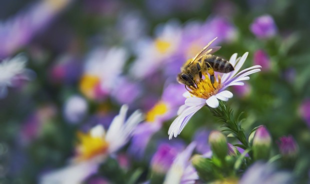 Biene auf einer Blume | Credit: iStock.com/Serhii Ivankin