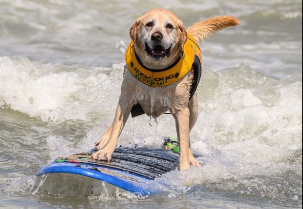 Labrador steht selbstbewusst auf dem Surfbrett.
