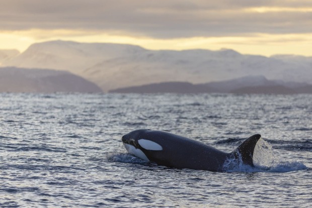 Ein Orca schwimmt im Ozean.