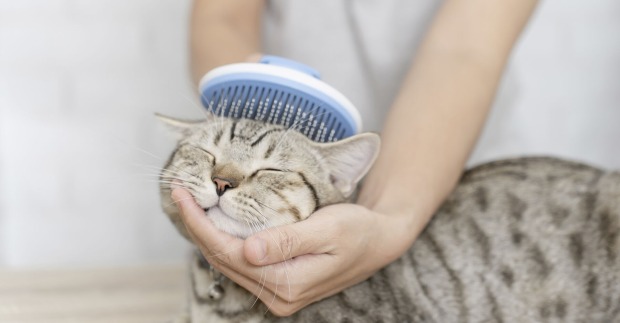 Katze