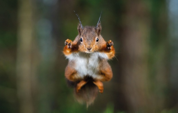 Ein fliegendes Eichhörnchen im Wald.