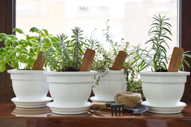 Kräutertöpfe auf Fensterbank | Credit: iStock.com/tashka2000