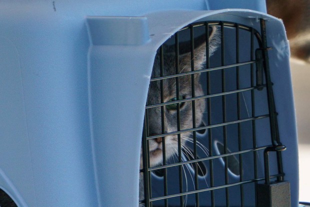 Joe Bidens Katze Willow in einem Katzenkäfig.