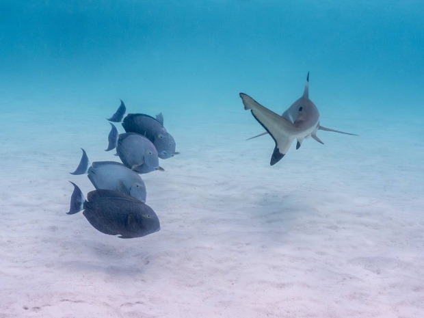 Fische und ein Hai