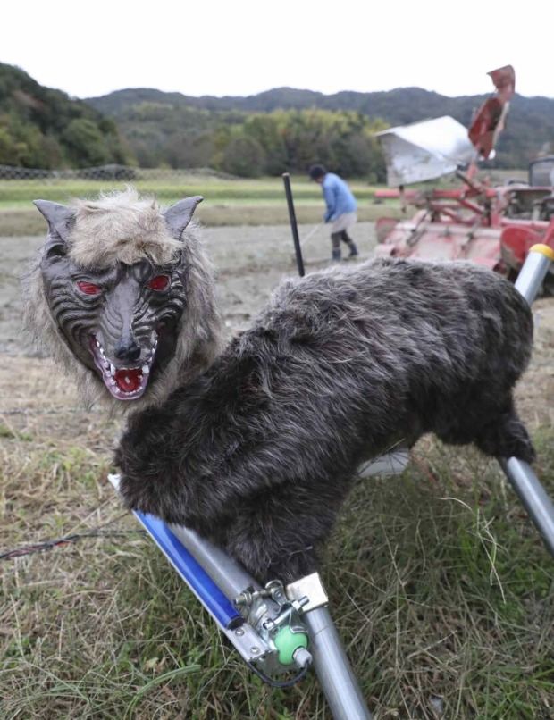 Der Roboter-Wolf mit Fell und LED-Augen.