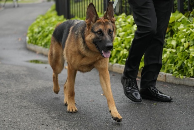 Der Schäferhund des US-Präsidenten.