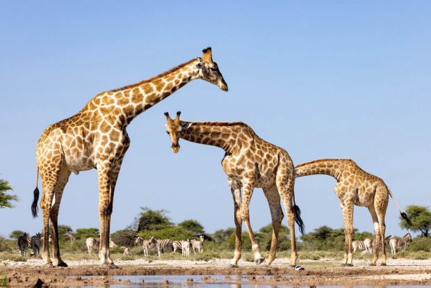 Lustige Giraffen