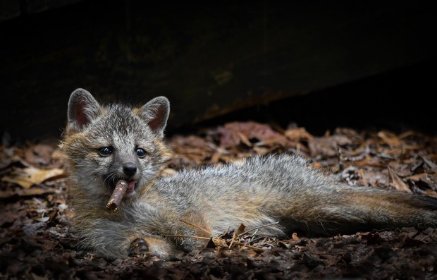 Ein Fuchs, der scheinbar eine Zigarre raucht.