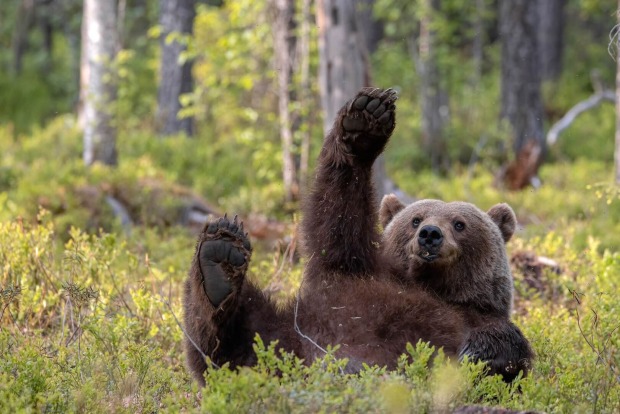 Winkender Bär