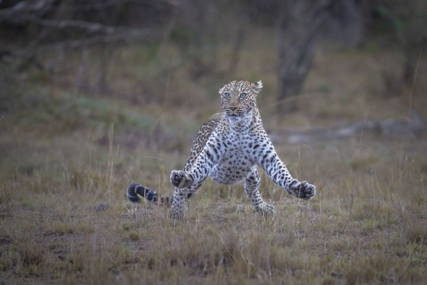 Verdutzter Leopard