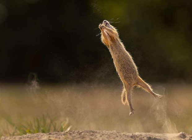 Hörnchen springt in die Luft.