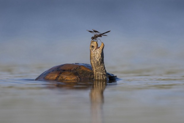 Eine Schildkröte und eine Libelle.