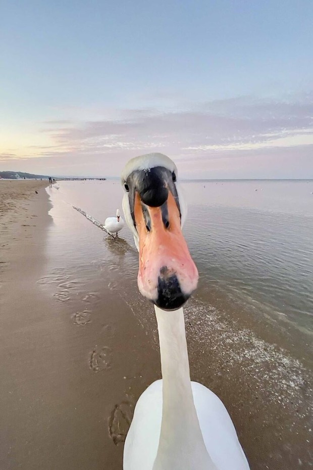 Ein Schwan macht ein Selfie