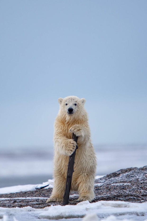 Eine Eisbär mit einem Stock.