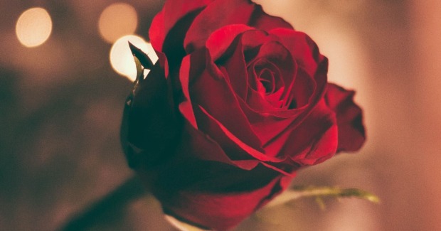 Eine rote Rose.