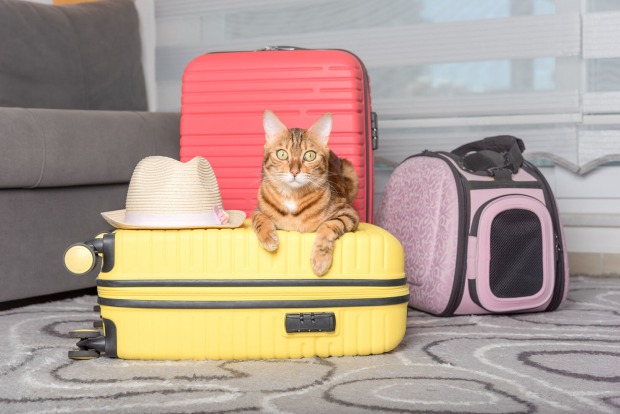 Katze sitzt auf Koffer | Credit: iStock.com/Svetlana Sultanaeva