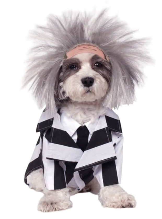 Verkleideter Hund