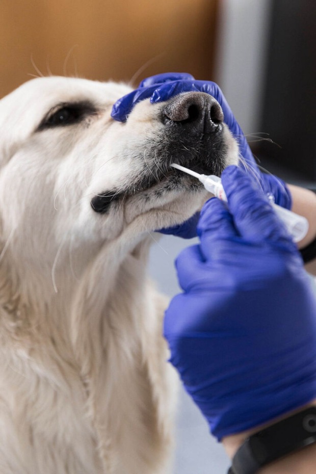 Bei einem Golden Retriever wird ein DNA-Test durchgeführt.