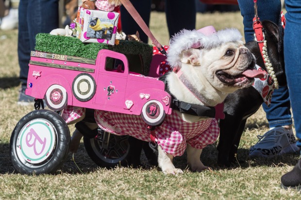 Mops als Barbie verkleidet