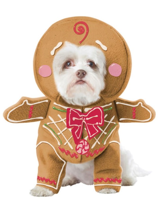 Hund im Lebkuchen-Kostüm