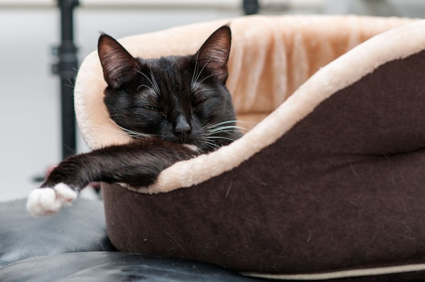 Katze im Halbschlaf | Credit: iStock.com/oksy001