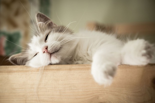 Katze schläft in Kiste | Credit: iStock.com/3sbworld