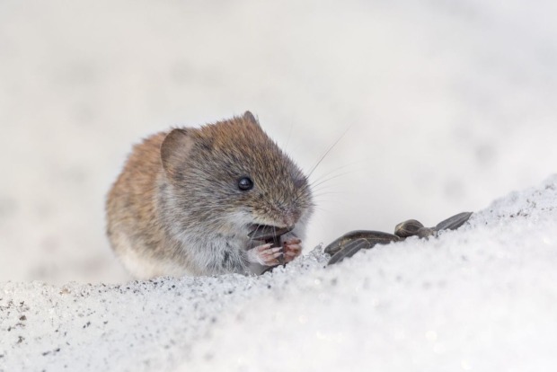 Eine Maus frisst im Schnee Körner.