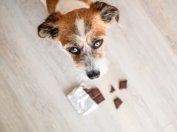 Hund bettelt mit Hundeblick um Schokoladen-Leckerli