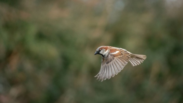 Ein Spatz fliegt durch die Luft.