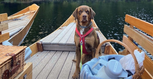 Hund in Boot